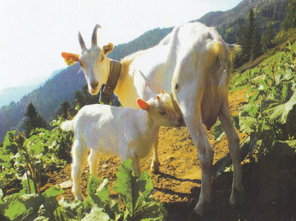 Capretti allevati in Valsesia a latte naturale